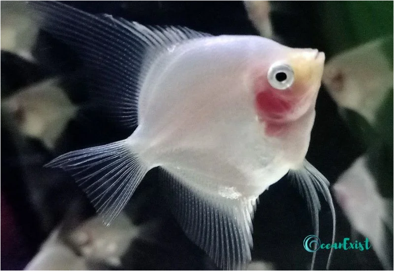 Angelfish For FreshWater Rare & Common Varieties With Care Tips